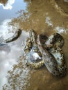 Medium pyton snake found in the river Royalty Free Stock Photo