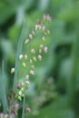 medium Quaking grass Royalty Free Stock Photo