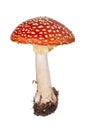 Medium red fly agaric on white Royalty Free Stock Photo