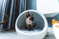 Medium shot of a capsule-shaped cat house standing on the wooden floor with a cat sitting in it. Pet concept.