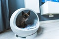 Medium shot of a cat with blue eyes sitting inside of a capsule-shaped cat house.