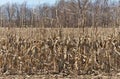 Medium Shot of Dead Cornstalks and Corn Cobs in Farm Field in Spring Royalty Free Stock Photo