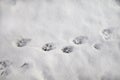 A medium shot of dog footprints on fresh snow on a pathway in winter.