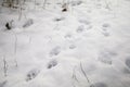 A medium shot of dog footprints on fresh snow on a pathway in winter.