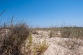 Medium shot of Dunes with Beachgrass Royalty Free Stock Photo