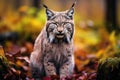 Medium shot of endangered Lynx