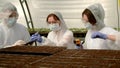 Farmers planting seeds in greenhouse