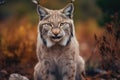 Medium shot of longhaired gray Lynx with yellow eyes in brown tones