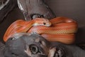 Medium shot of pet orange yellow red corn snake coiling round a branch Royalty Free Stock Photo