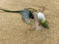 Medium shot of sea snail attacking blue bottle jellyfish.