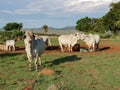 Medium shot of white Brahman cattle at a waterhole.