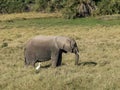 Medium shot of a young elephant at amboseli, kenya Royalty Free Stock Photo