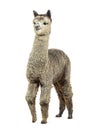 Medium silver grey alpaca - Lama pacos, isolated on white