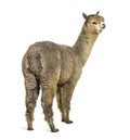 Medium silver grey alpaca - isolated, Lama pacos Royalty Free Stock Photo