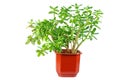 Medium size Crassula ovata jade plant isolated on white background Royalty Free Stock Photo