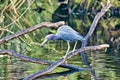 Dark blue heron bird Everglades Florida Royalty Free Stock Photo