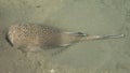 A medium size fish lying in the sand.