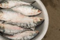 hilsa fish displayed on a silver color dish for sell in rode side fish market Royalty Free Stock Photo