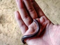 Medium size millipede in my hand