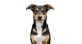 Medium size mixed breed dog front portrait on white background, attentive expression, alert ears Royalty Free Stock Photo