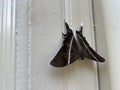 The Moth - Lyssa menoetius Ngengat Royalty Free Stock Photo