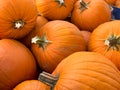 Close up shot of a few medium size orange pumpkins.