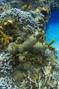 Tubulate sponge in a reef Royalty Free Stock Photo