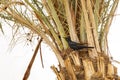 Tristram`s Starling Perched on Palm