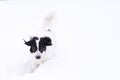 Black and white dog playing in the snow