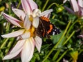 Medium sized butterly The red admiral (Vanessa atalanta) with black wings, red bands, and white spots Royalty Free Stock Photo