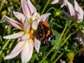 The red admiral (Vanessa atalanta) with black wings, red bands, and white spots sitting on a white flower in Royalty Free Stock Photo