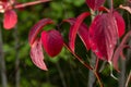 A medium-sized deciduous shrub with arguably the most intensely coloured winter stems of all Cornus Royalty Free Stock Photo