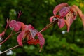 A medium-sized deciduous shrub with arguably the most intensely coloured winter stems of all Cornus Royalty Free Stock Photo