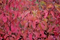 A medium-sized deciduous shrub with arguably the most intensely coloured winter stems of all Cornus, appearing yellow at the base Royalty Free Stock Photo