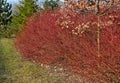 A medium sized deciduous shrub with probably the most intensely red-colored winter stems of all Cornus. bare branches in a dense b