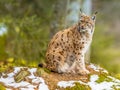 Eurasian Lynx looking backward Royalty Free Stock Photo