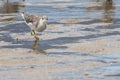 Nordmann`s Greenshank in Australia