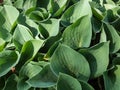 Medium-sized hosta \'Blue cadet\' growing in garden with regular clumps of leaves