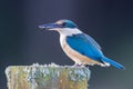 Sacred Kingfisher of Australasia