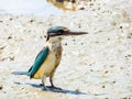 Torresian Kingfisher in Queensland Australia