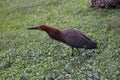 A medium sized Rufescent tiger Heron Royalty Free Stock Photo