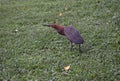 A medium sized Rufescent tiger Heron Royalty Free Stock Photo