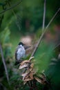 The sooty-headed bulbul Pycnonotus aurigaster is a species of songbird in the Bulbul family, Pycnonotidae.