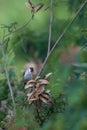 The sooty-headed bulbul Pycnonotus aurigaster is a species of songbird in the Bulbul family, Pycnonotidae.