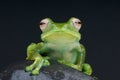 White spotted tree frog / Boophis sibilans