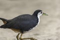 Portrait of a moorhen, also called marsh hen.