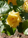 A medium-sized yellow rose blooms in a city Park against a background of green leaves on a Sunny summer day. A Bud blooming Royalty Free Stock Photo