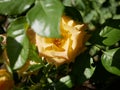A medium-sized yellow rose blooms in a city Park against a background of green leaves on a Sunny summer day. A Bud blooming Royalty Free Stock Photo