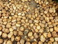 Medium smooth waterworn pebbles stones Royalty Free Stock Photo