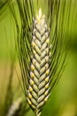 Medium spelt - triticum dicoccum - poaceae